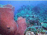 Verde Island Barrel Coral 1