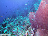 Verde Island Barrel Coral 2