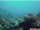 Verde Island Barrel Coral 3