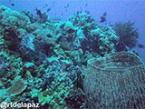 Verde Island Barrel Coral