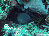 Verde Island Moray Eel