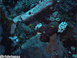 Verde Island Nudibranch