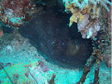 Verde Island Octopus 1