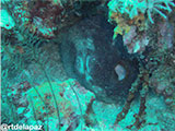 Verde Island Octopus