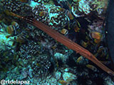 Verde Island Trumpet Fish