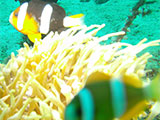 Anilao Clownfish 12