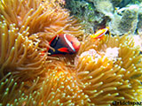 Anilao Clownfish 4