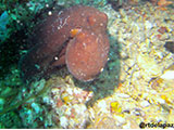 Anilao Coconut Octopus 4