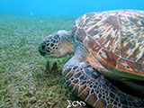 Anilao Green Sea Turtle 10