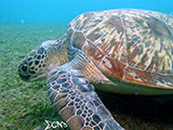 Anilao Green Sea Turtle 11