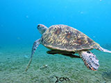 Anilao Green Sea Turtle 12