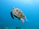Anilao Green Sea Turtle 13