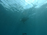 Anilao Green Sea Turtle 6