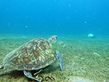 Anilao Green Sea Turtle 7