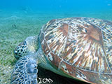 Anilao Green Sea Turtle 8