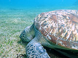 Anilao Green Sea Turtle 9