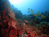 Bauan Batangas Corals 11