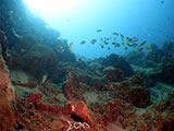 Bauan Batangas Corals 12