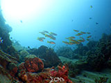 Bauan Batangas Corals 13