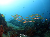 Bauan Batangas Corals 14
