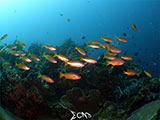 Bauan Batangas Corals 15