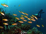 Bauan Batangas Corals 16
