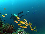 Bauan Batangas Corals 17