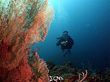 Bauan Batangas Corals 18