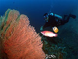 Bauan Batangas Corals 20