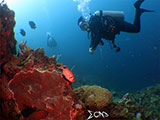 Bauan Batangas Corals 22