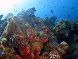 Bauan Batangas Corals 23