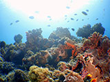 Bauan Batangas Corals 24