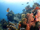 Bauan Batangas Corals 25