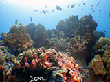 Bauan Batangas Corals 26