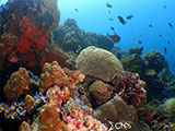 Bauan Batangas Corals 27