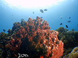 Bauan Batangas Corals 28