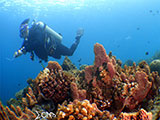 Bauan Batangas Corals 29