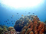 Bauan Batangas Corals 30