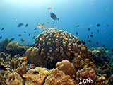 Bauan Batangas Corals 31