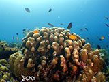 Bauan Batangas Corals 32