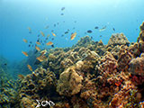 Bauan Batangas Corals 33
