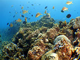 Bauan Batangas Corals 34