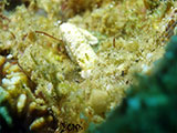 Bauan Batangas Nudibranch 16