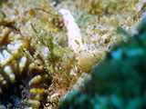 Bauan Batangas Nudibranch 17