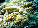 Bauan Batangas Nudibranch 18