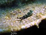 Bauan Batangas Nudibranch 19