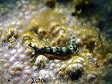 Bauan Batangas Nudibranch 20