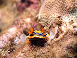 Bauan Batangas Nudibranch 21