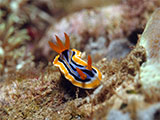 Bauan Batangas Nudibranch 22