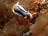 Bauan Batangas Nudibranch 26